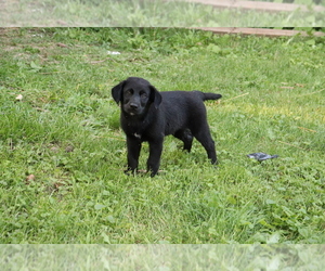 Labrador Retriever-Siberian Husky Mix Puppy for sale in SHILOH, OH, USA