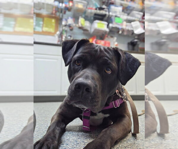 Medium Photo #24 American Staffordshire Terrier-Labrador Retriever Mix Puppy For Sale in Sayreville, NJ, NJ, USA
