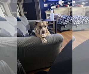 Macy May - Female American Staffordshire Terrier-Unknown Mix Dog for Adoption - Photo #3