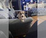 Small Photo #3 American Staffordshire Terrier-Unknown Mix Puppy For Sale in Garner, NC, USA