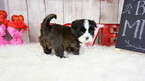 Small Photo #3 Shih Tzu Puppy For Sale in FULLERTON, CA, USA