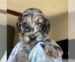 Puppy Chester Benning Goldendoodle