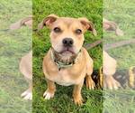 Small #2 American Staffordshire Terrier Mix