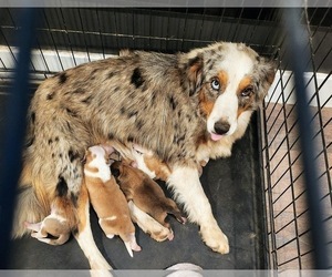 Mother of the Australian Shepherd-Great Pyrenees Mix puppies born on 02/01/2024