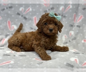 Cavapoo Puppy for sale in LAKELAND, FL, USA