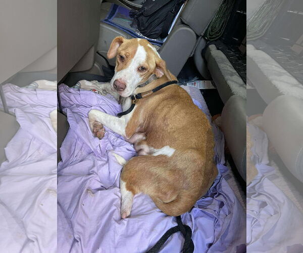 Medium Photo #16 Labrador Retriever-Unknown Mix Puppy For Sale in Derwood, MD, USA