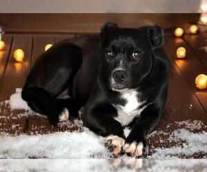 Labrador Retriever-Unknown Mix Dogs for adoption in West Valley, UT, USA