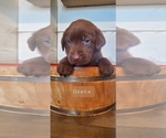 Small #1 Labrador Retriever