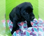Small #4 Labrador Retriever