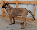 Small Photo #8 Belgian Malinois Puppy For Sale in BOLIVAR, MO, USA