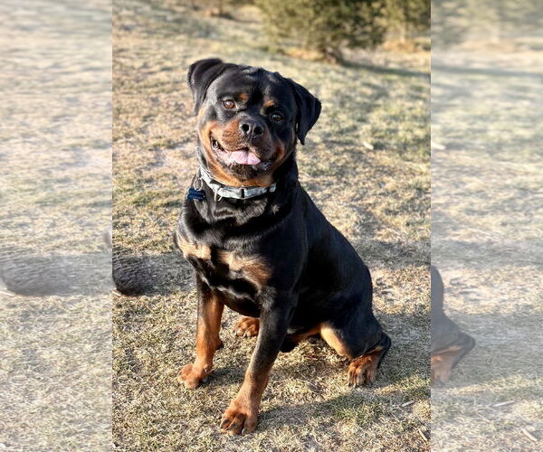 Medium Photo #1 Rottweiler Puppy For Sale in Spring Lake, NJ, USA