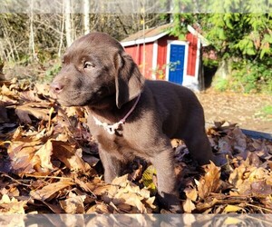 Labrador Retriever Puppy for sale in PRESCOTT, OR, USA