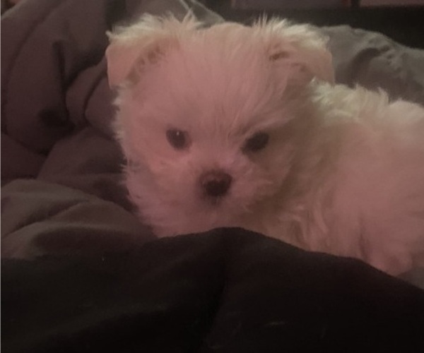 Medium Photo #4 Maltese Puppy For Sale in LAKE STEVENS, WA, USA