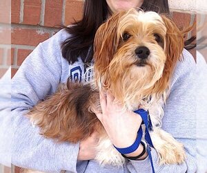 Shih Tzu-Unknown Mix Dogs for adoption in Carrollton, TX, USA