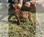 Small Photo #15 Boxer Puppy For Sale in SCOBEY, MS, USA