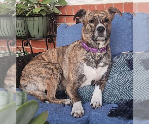 Medium Photo #2 Mutt Puppy For Sale in OKLAHOMA CITY, OK, USA