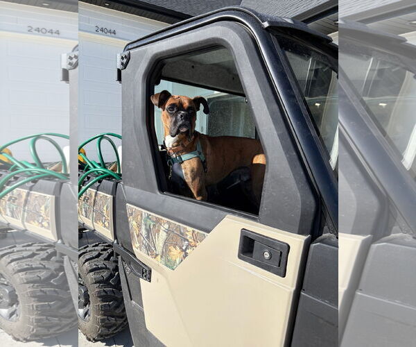 Medium Photo #3 Boxer Puppy For Sale in Woodbury, MN, USA