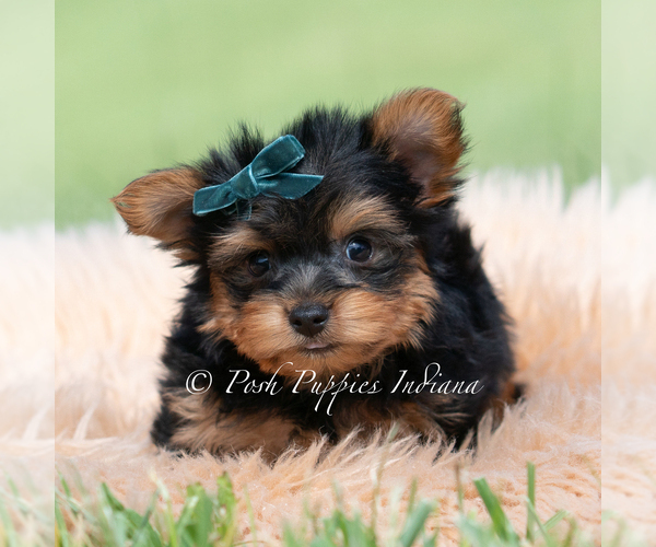Medium Photo #30 Yorkshire Terrier Puppy For Sale in WARSAW, IN, USA