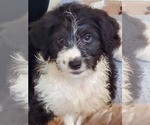 Small Photo #1 Aussiedoodle Miniature  Puppy For Sale in STAFFORD, VA, USA