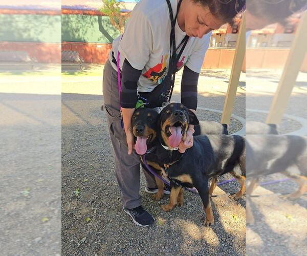 Medium Photo #5 Rottweiler Puppy For Sale in Gilbert, AZ, USA