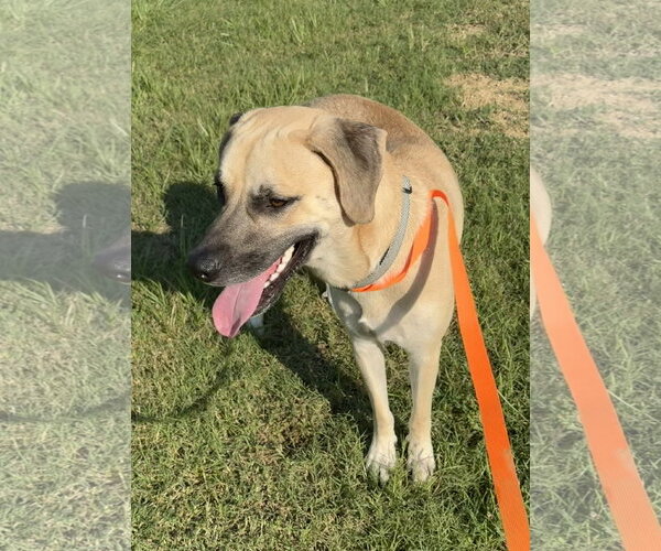 Medium Photo #9 Black Mouth Cur-Unknown Mix Puppy For Sale in Oakhurst, NJ, USA