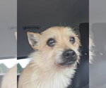 Small #1 Mutt