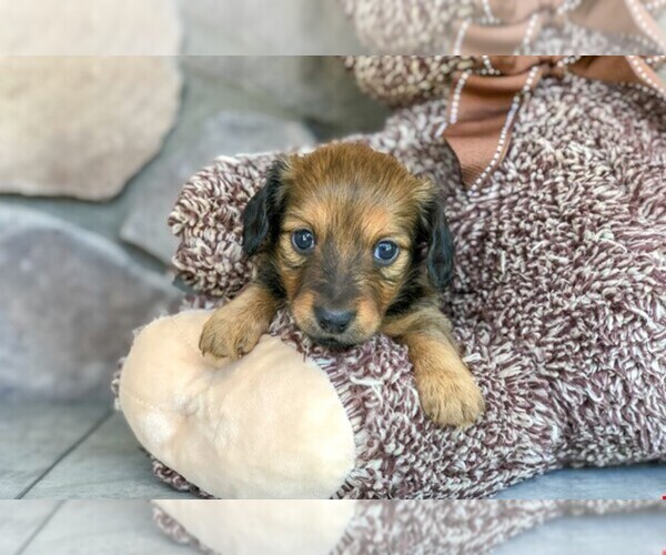 Medium Photo #1 Dachshund Puppy For Sale in AMITY, NC, USA