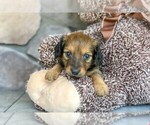 Small Photo #1 Dachshund Puppy For Sale in AMITY, NC, USA