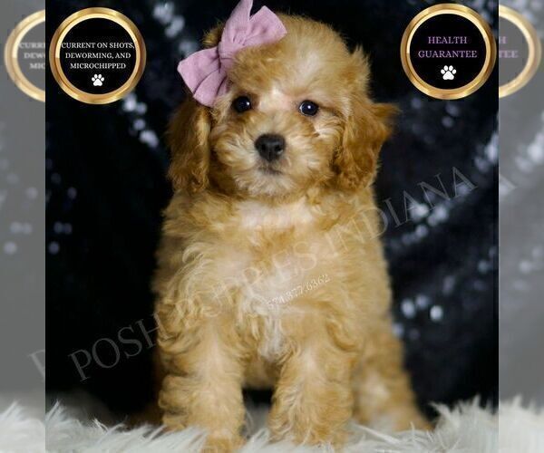 Medium Photo #37 Poodle (Toy) Puppy For Sale in WARSAW, IN, USA
