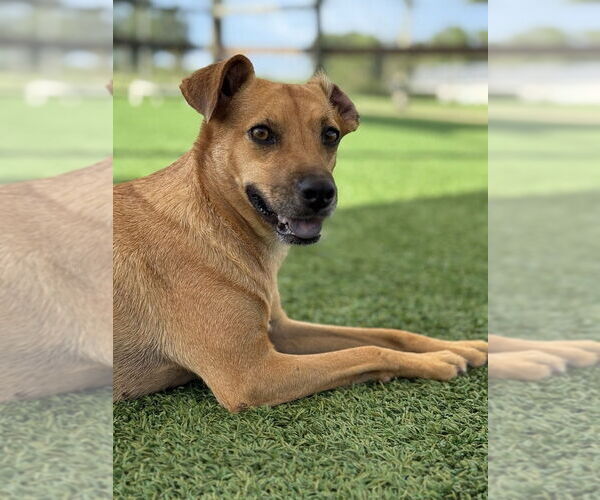 Medium Photo #5 Mutt Puppy For Sale in oakland, FL, USA