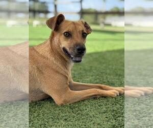 Pilar - Female Mutt Dog for Adoption - Photo #5