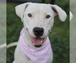 American Staffordshire Terrier-Unknown Mix Dogs for adoption in San Antonio, TX, USA