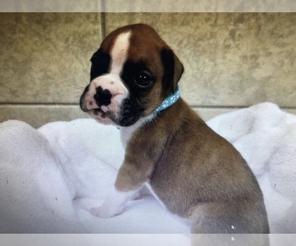 Medium Photo #2 Boxer Puppy For Sale in NEOSHO, MO, USA