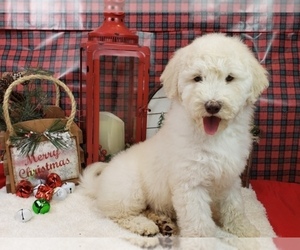 Goldendoodle-Poodle (Toy) Mix Puppy for sale in BLACK FOREST, CO, USA