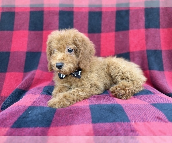 Medium Photo #4 Cock-A-Poo Puppy For Sale in LAKELAND, FL, USA
