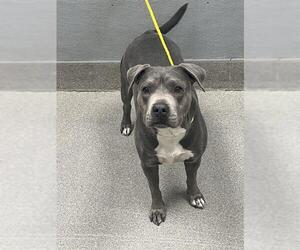 American Pit Bull Terrier-Unknown Mix Dogs for adoption in Las Vegas, NV, USA