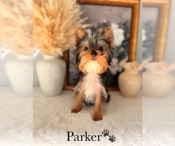 Medium Photo #14 Yorkshire Terrier Puppy For Sale in MURFREESBORO, TN, USA