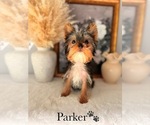 Small #13 Yorkshire Terrier