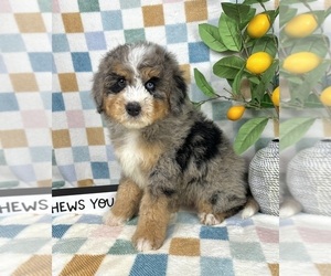 Bernedoodle (Miniature) Puppy for sale in FRANKLIN, IN, USA