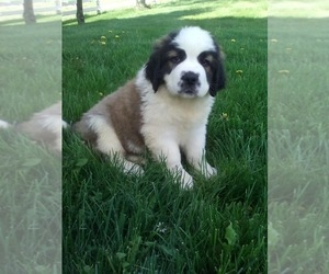 Bulldog Puppy for sale in SUGARCREEK, OH, USA
