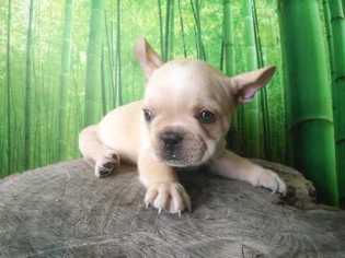French Bulldog Puppy for sale in HOMESTEAD, FL, USA