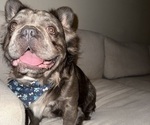 Small Photo #1 French Bulldog Puppy For Sale in RIVERSIDE, CA, USA