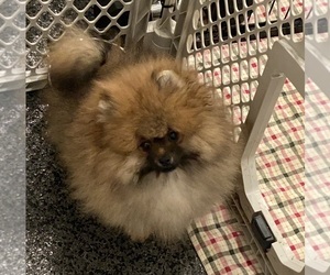 Pomeranian Puppy for sale in ROCHESTER, WA, USA