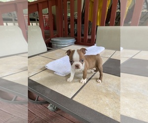 Boston Terrier Puppy for sale in EL DORADO, AR, USA