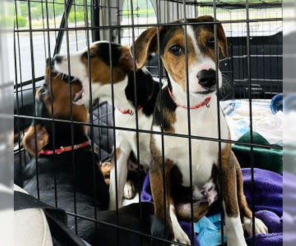 Medium Photo #3 Beagle-Unknown Mix Puppy For Sale in Mt. Laurel, NJ, USA