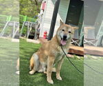 Small #2 Shiba Inu Mix