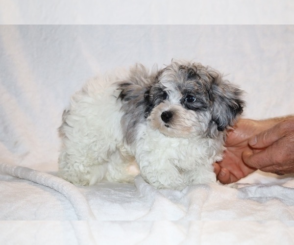 Medium Photo #13 ShihPoo Puppy For Sale in DYERSBURG, TN, USA