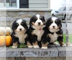 Small Photo #2 Bernese Mountain Dog Puppy For Sale in EPHRATA, PA, USA