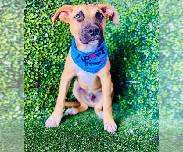 Medium Photo #5 Mutt Puppy For Sale in San Diego, CA, USA