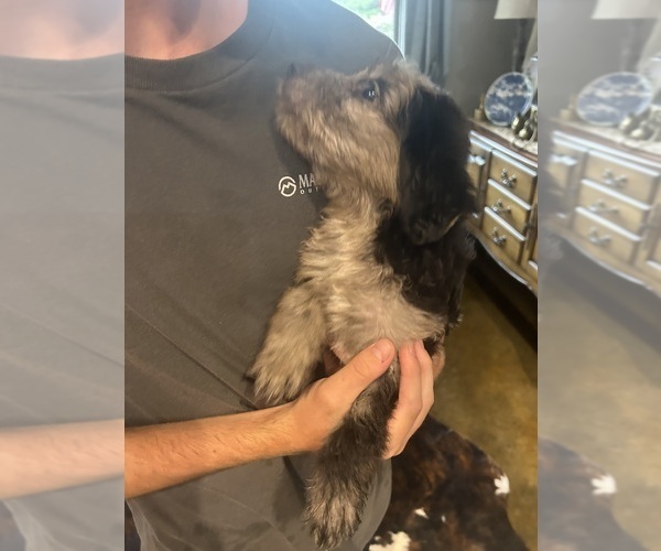 Medium Photo #6 F2 Aussiedoodle Puppy For Sale in BUSH, LA, USA